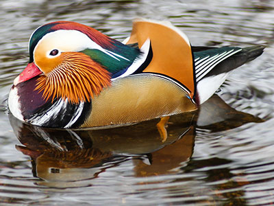 Mandarin_duck