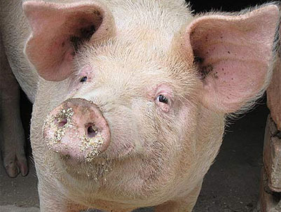 Pig