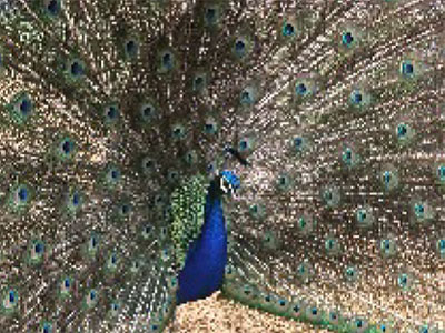 peacock