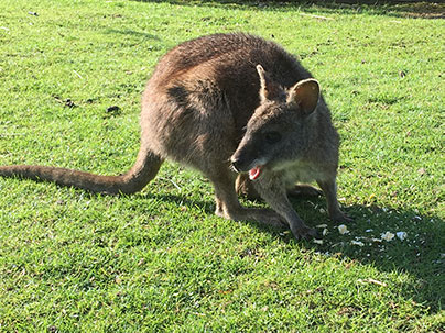 wallaby